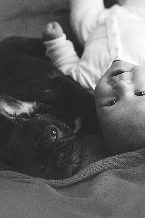 babyfrenchie