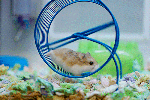 hamster (1)